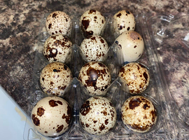 Jumbo quail fertile eggs