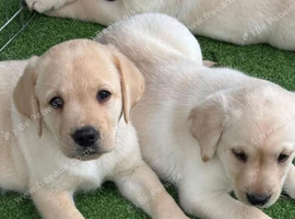 Snow-White Labrador Puppies - Beautiful Little Rarities