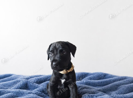 Beautiful Patterdale puppies for sale!