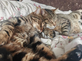 Rehoming 3 cats / Have to go together / 1 female and 2 male