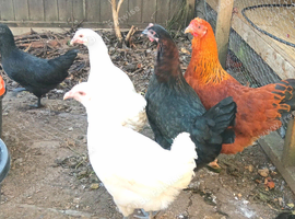 Not just any regular Chickens