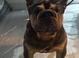 Male French Bulldog For Rehome