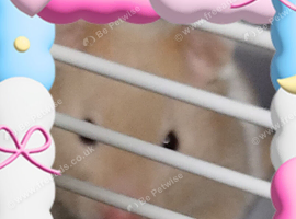 Hamster