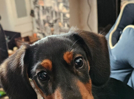 Dog for sale