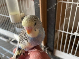 Young budgies