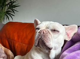 Sweet white frenchie girl