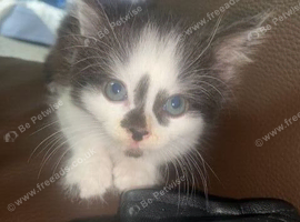 Kitten