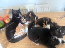 6 lovely kittens ready for rehoming :)