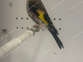 Young goldfinch pair