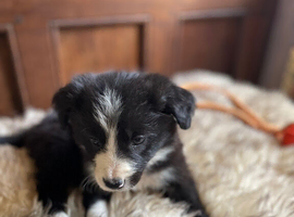 All puppy&rsquo;s have found new families