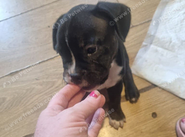 Frenchbully
