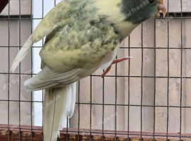 3 x Female Kakarikis for sale