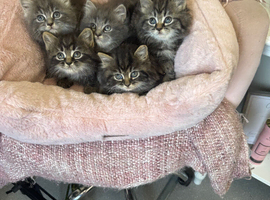 Persian x Maine coon kittens