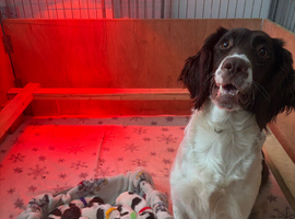 6 Springer spaniel pups