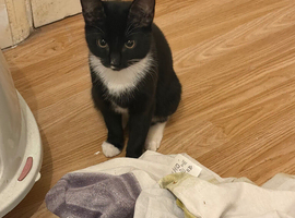 7 month old kitten