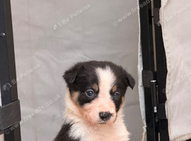 Border collie pups