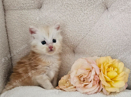 Maine Coon kitten Tica registered