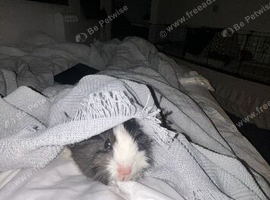 Beautiful sow- for rehoming