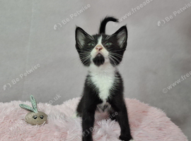 Beautiful kittens