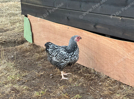 WYANDOTTE BANTAM COCKEREL