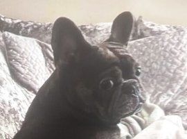 French bulldog boy