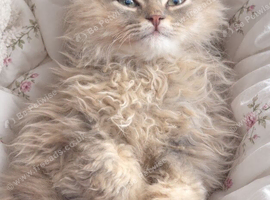 British chinchilla kitten