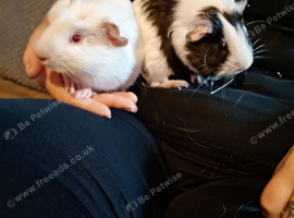 2 guinea pigs