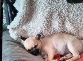 Chihuahua gril 7half mouths old