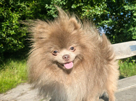 KC reg Lilac young adult