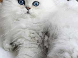 Chinchilla Persians