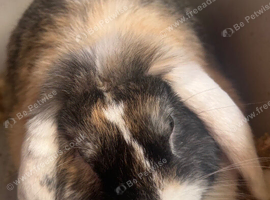 Mini lop boy