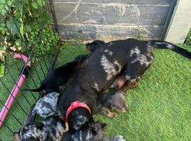 Dashhound puppys