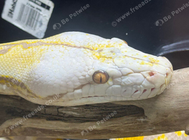 Male and female reticulated pythons