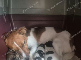 Jack Russell Puppies