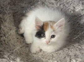 kittens