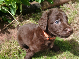 Quarter collie x lab
