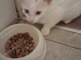 3 cute kittens