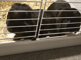2 male brothers