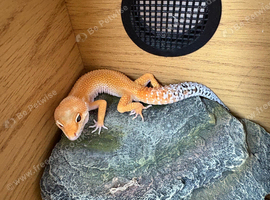 Selling tangerine leopard gecko