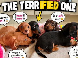 Pra clear mini smooth dachshund pups