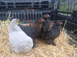 Pekin bantam pullets