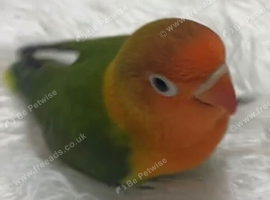 Semi tamed lovebirds