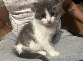 White and grey kitten