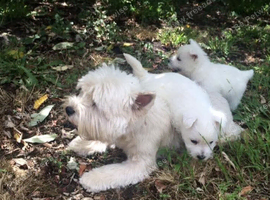 West Highland White Terrier Puppies