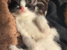 CUTE KITTENS FOR SALE