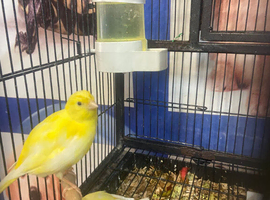 Young canary available