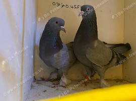 Pigeon grey back flips or takla