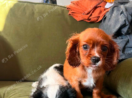 Last Two male Pups ready to leave now