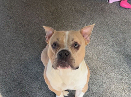Male pocket bully 19months stud