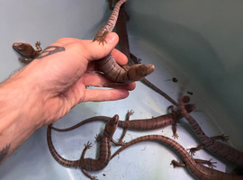 8x16 mths Pink tongue skinks